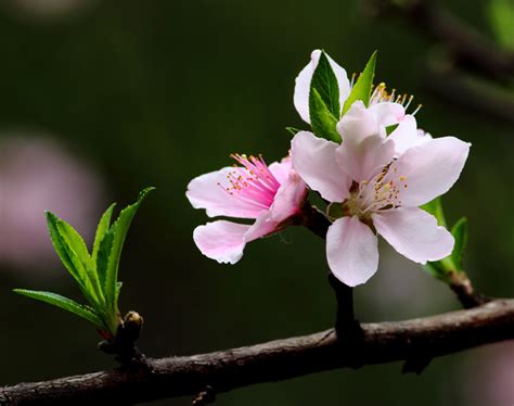 桃花開